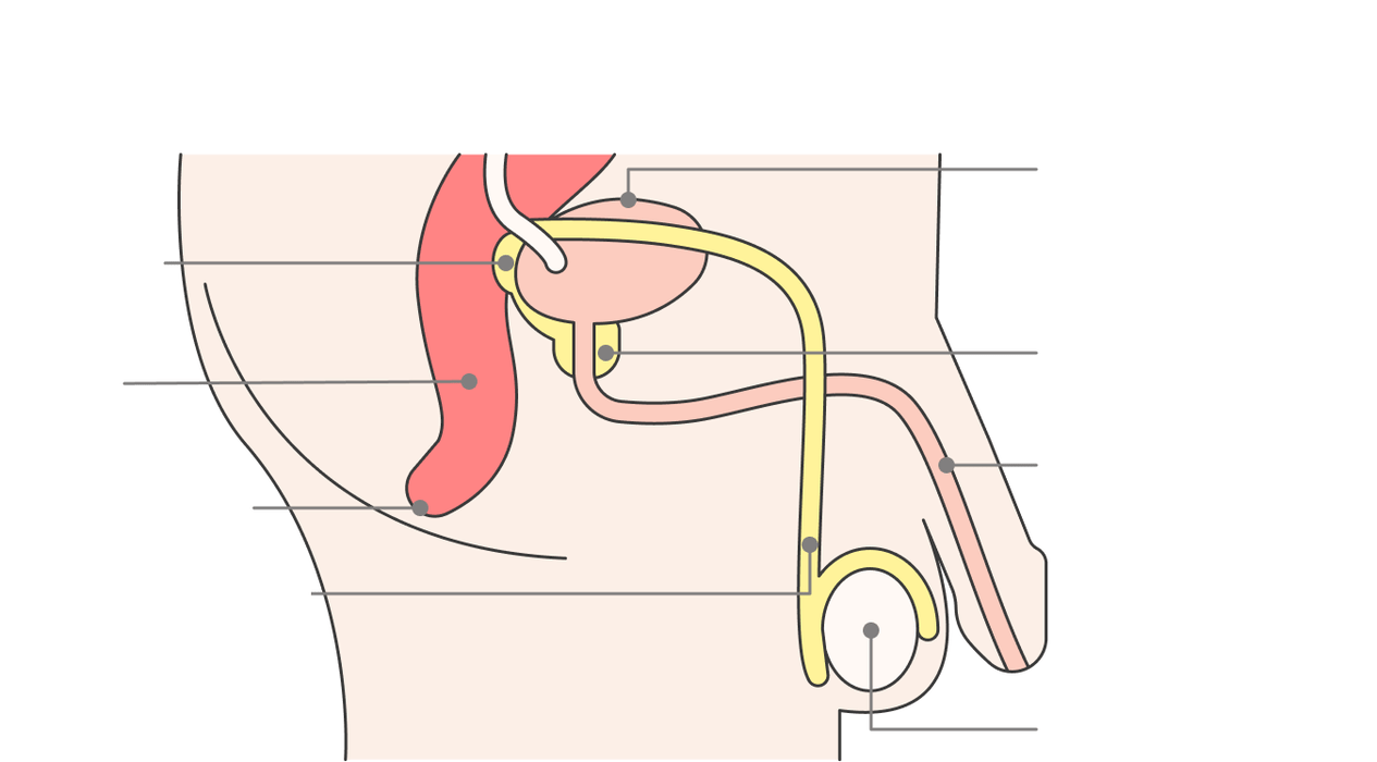 lokacija prostate in njenih struktur